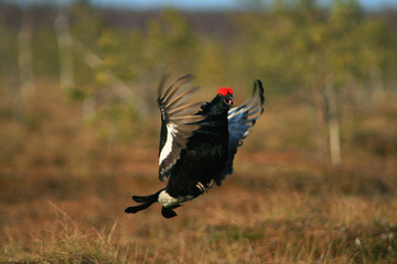 Black grouse or blackgame or blackcock (Lyrurus tetrix) lekking in the morning