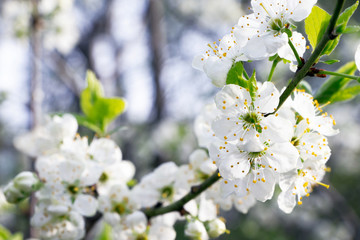 Fototapeta premium Plum blossoms. Branch of blossoming plum . White flowers of fruit tree.Beautiful flowers of plum .Flowering of plum .