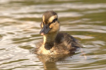 baby duck in the water