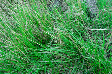 grass near the shore of a sand quarry in Tambov