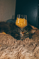 cat and macaroni in a glass
