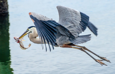 Heron Fishing