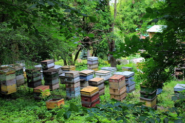 bee hives in the field,mountain honey 