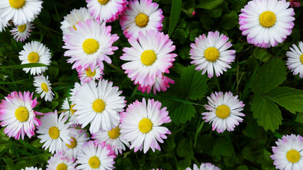 Obraz premium Daisy flower background. Daisy is a flower of Asteraceae family