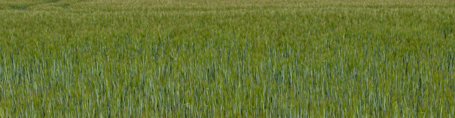 green young wheat plants as background