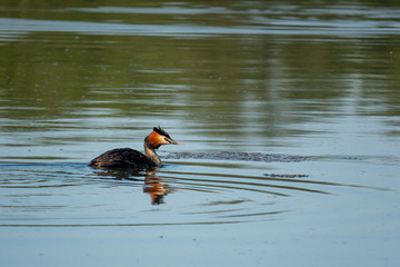 one great crested grebe swimming on a lake