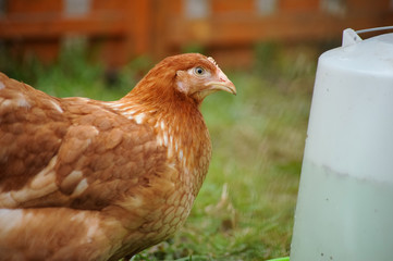 Red chickens on a private farm in the village