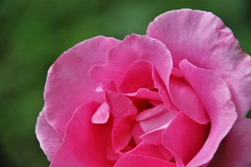 Detalle de pétalos de rosa rosa