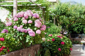 Fototapeta na wymiar Hydrangea flowers garden on backyard. Pink, lilac, purple bushes blooming in countryside and town streets in spring and summer in Croatia.