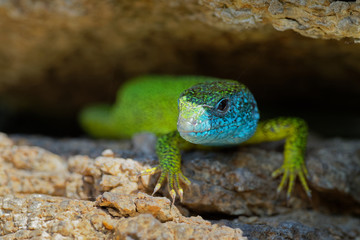 European Green Lizard - Lacerta viridis - large green and blue lizard distributed across European midlatitudes, male with the tick (harvest-mite) on the body. Often seen sunning on rocks or lawns