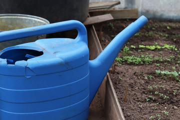 old blue watering can at the cottage in the greenhouse