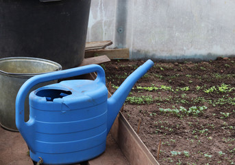 old blue watering can at the cottage in the greenhouse