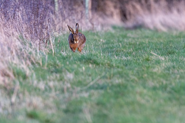 Obraz premium Brown hare (Lepus europaeus) in a winter meadow in England