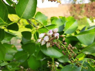 Flowers of Millettia pinnata. It is a species of tree in the pea family,Fabaceae,native to eastern and tropical Asia,Australia and Pacific islands.It also has a name Pongamia pinnata. White flowers. 