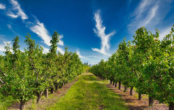 arboles frutales