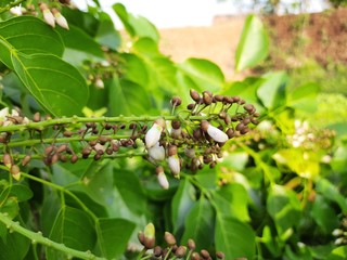 Flowers of Millettia pinnata. It is a species of tree in the pea family,Fabaceae,native to eastern and tropical Asia,Australia and Pacific islands.It also has a name Pongamia pinnata. White flowers. 