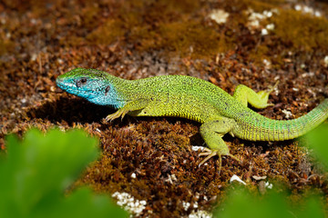 European Green Lizard - Lacerta viridis - large green and blue lizard distributed across European midlatitudes, male with the tick (harvest-mite) on the body. Often seen sunning on rocks or lawns