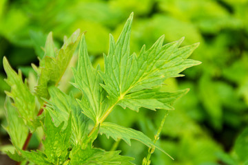 Echter Baldrian, Baldrianblatt, Baldrianpflanze, Baldrian im Botanischen Garten in Gütersloh, valeriana officinalis - junge kräftige Blätter im Frühling