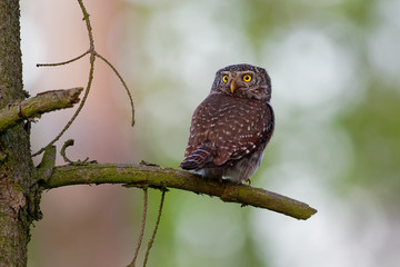Eurasian Pygmy-Owl - Glaucidium passerinum sitting on the branch in the forest in summer. Small european owl with the green and forest background