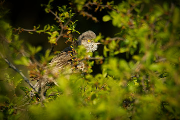 Barred Warbler - Sylvia nisoria singing birs, typical warbler, breeds in central and eastern Europe and western and central Asia, passerine bird strongly migratory, winters in tropical eastern Africa