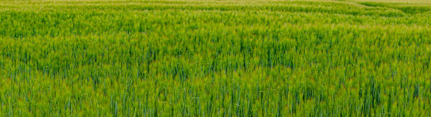 green young wheat plants as background