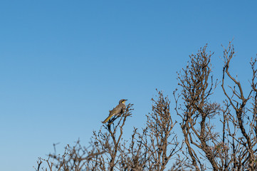 Fototapeta premium Singing honeyeater bird, Lichenostomus virescens at Split Point, Aireys Inlet, Australia