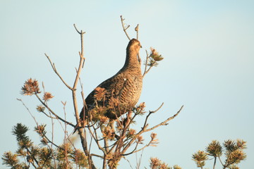 Black grouse or blackgame or blackcock (Lyrurus tetrix) lekking in the morning