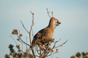 Black grouse or blackgame or blackcock (Lyrurus tetrix) lekking in the morning