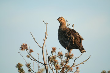 Black grouse or blackgame or blackcock (Lyrurus tetrix) lekking in the morning
