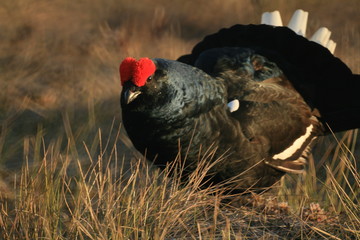 Black grouse or blackgame or blackcock (Lyrurus tetrix) lekking in the morning