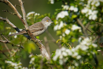Barred Warbler - Sylvia nisoria singing birs, typical warbler, breeds in central and eastern Europe and western and central Asia, passerine bird strongly migratory, winters in tropical eastern Africa