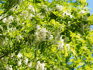 Robinia pseudoacacia | Robinier faux-acacia en fleurs