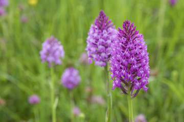 Obraz premium Orchidée pyramidale