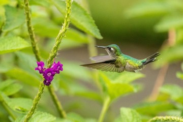 Hummingbird