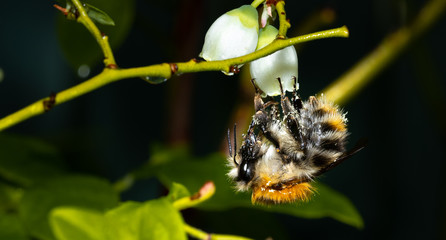 Bumblebee pollinating flowers during spring