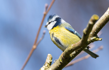 Common blue tit sitting on a tree.