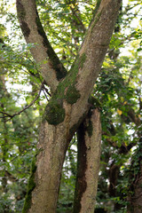 Fototapeta na wymiar crossed tree trunks