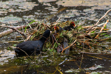 A coot feeding the offspring in the nest on the water during Spring time