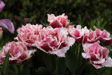 frayed red tulips