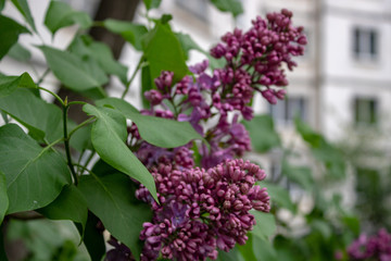 Spring raspberry inflorescences of lilac on a spring day.