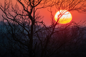 Winter sunset behind bare trees in England with red sky