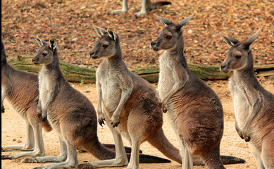 kangaroo line up