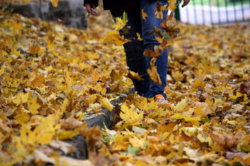 autumn leaves in the park