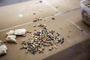 Bird food