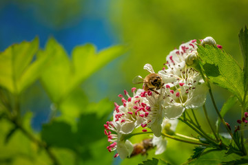 bee sitting on flowers hawthorn closeup.