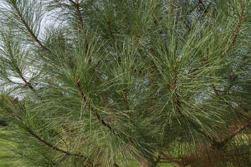 Obraz premium Green Foliage and Cones of a Coulter Pine or Big Cone Pine Tree (Pinus coulteri) Growing in a Garden