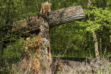 Broken huge tree damaged by lightning and knocked down on the road.