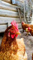 On a farm. Hen standing in dirty hen house on sunny day.