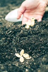 Planting seeds in the garden 