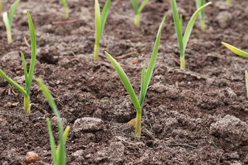 young green onions in the garden